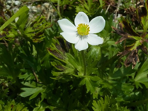 �n�N�T���C�`�Q