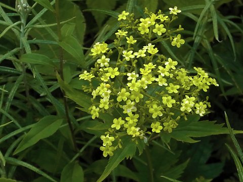 �n�N�T���I�~�i�G�V