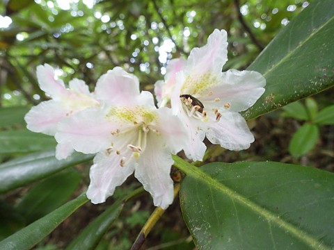 ハクサンシャクナゲ