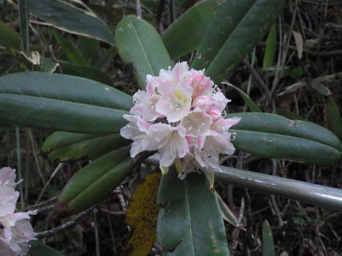 ハクサンシャクナゲ