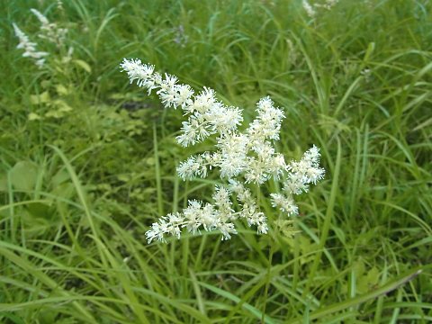 ハナチダケサシ