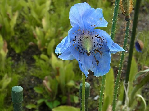 ヒマラヤの青い芥子