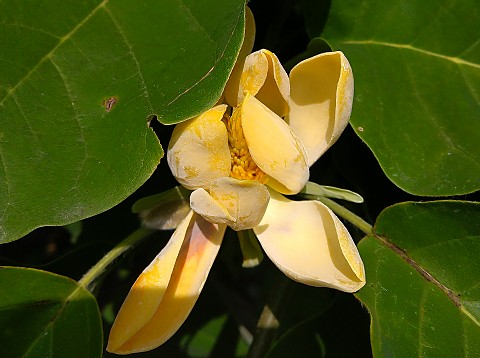 ヒメタイサンボク