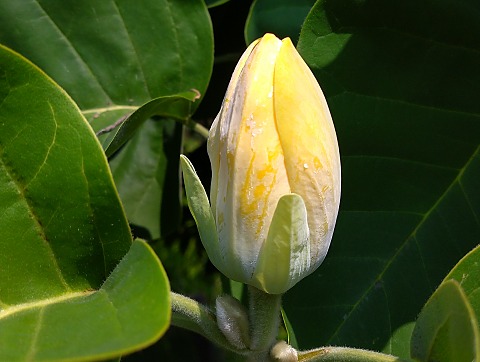 ヒメタイサンボク