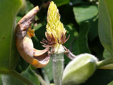 ヒメタイサンボク