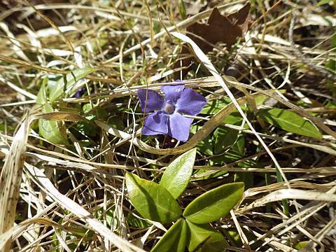 ヒメツルニチニチソウ