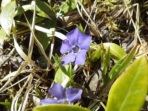 ヒメツルニチニチソウ