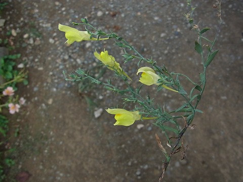 ホソバウンラン