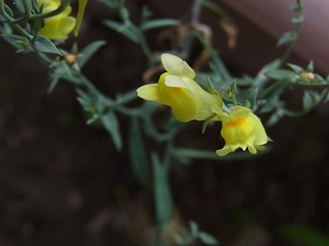 ホソバウンラン