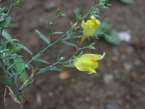 ホソバウンラン