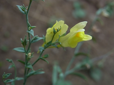 ホソバウンラン