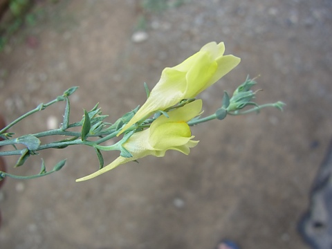 ホソバウンラン