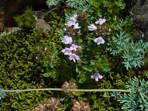 イブキジャコウソウ