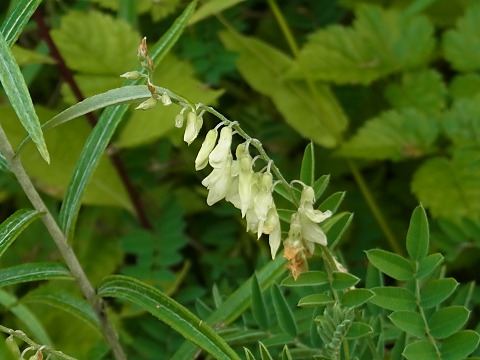 �C���I�E�M