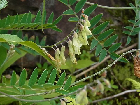 �C���I�E�M