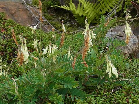 �C���I�E�M