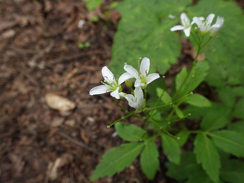 �R�������\�E