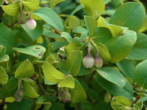 �N���}���m�L