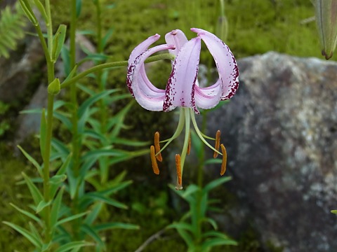 リリウム・ランコンゲンセ リリウム・ランコンゲンセ