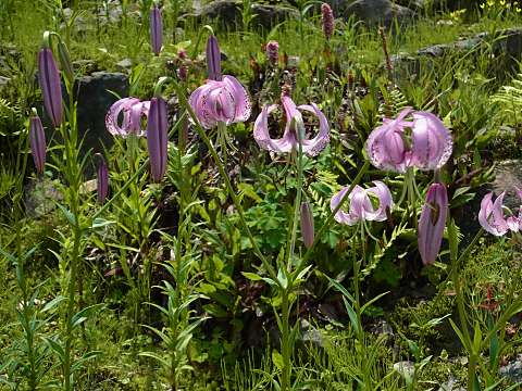 リリウム・ランコンゲンセ リリウム・ランコンゲンセ