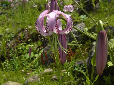 リリウム・ランコンゲンセ リリウム・ランコンゲンセ