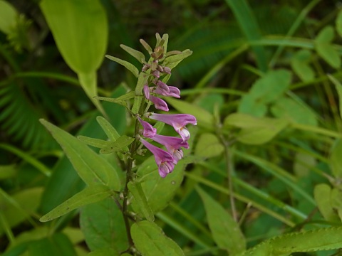 ミヤマママコナ