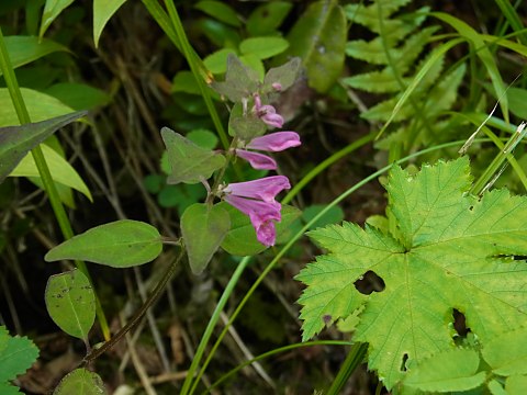 ミヤマママコナ