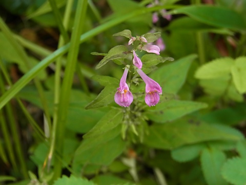 ミヤマママコナ