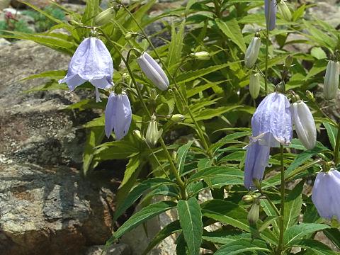 ミヤマシャジン