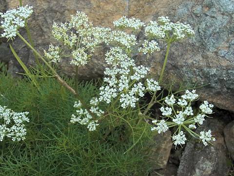 ミヤマウイキョウ