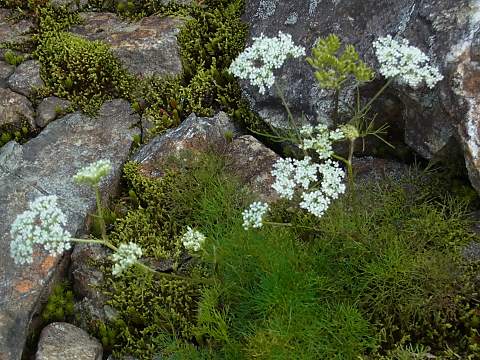 ミヤマウイキョウ