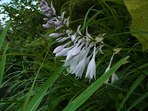 ナメルギボウシ