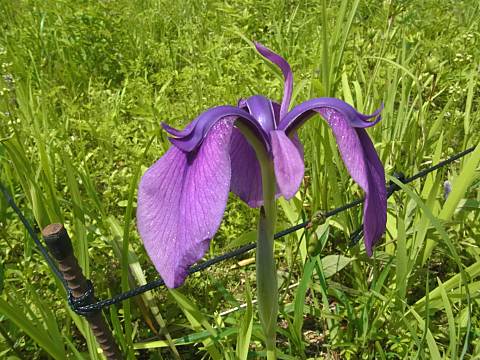 ノハナショウブ