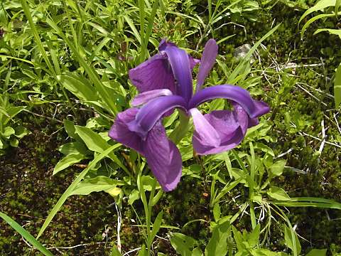 ノハナショウブ