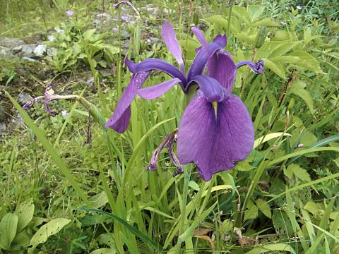 ノハナショウブ