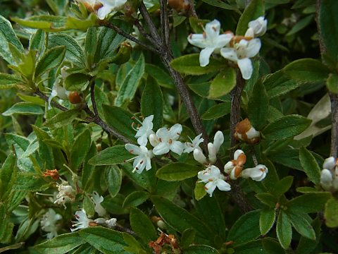 オオコメツツジ