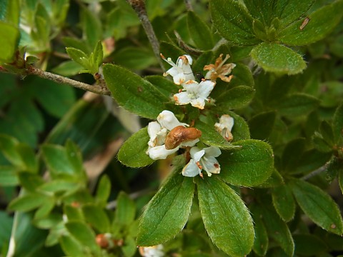 オオコメツツジ