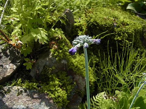 �v�������E�r�A���[