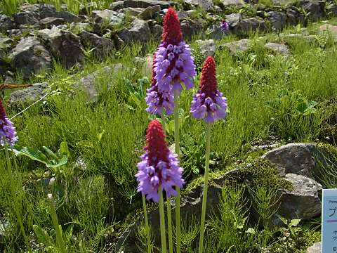 �v�������E�r�A���[