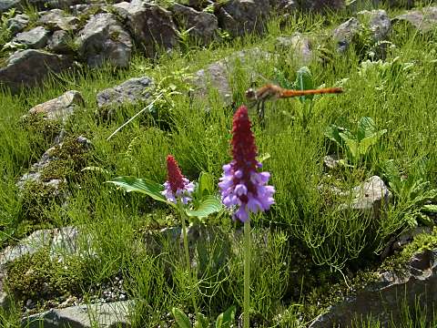 �v�������E�r�A���[