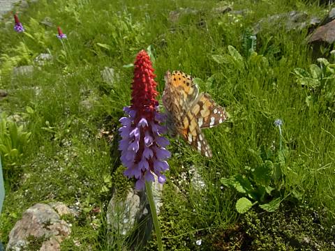 �v�������E�r�A���[