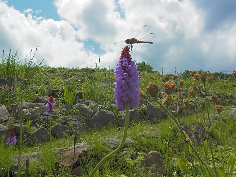 �v�������E�r�A���[