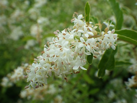 セイヨウイボタ