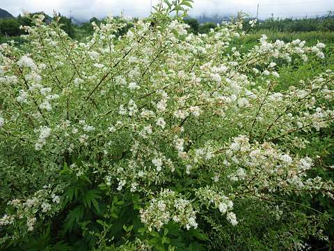 セイヨウイボタ