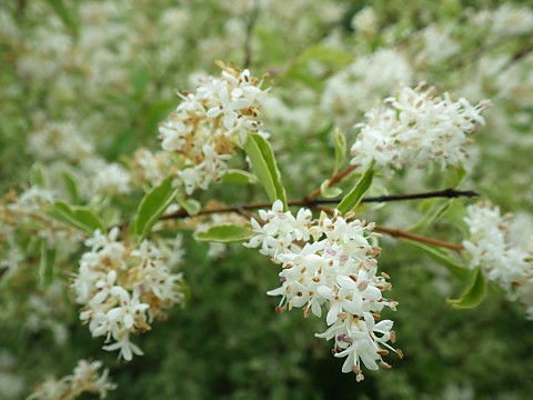 セイヨウイボタ