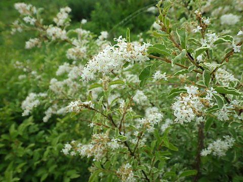セイヨウイボタ
