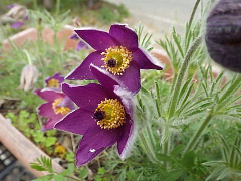 セイヨウオキナグサ