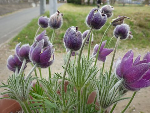 セイヨウオキナグサ