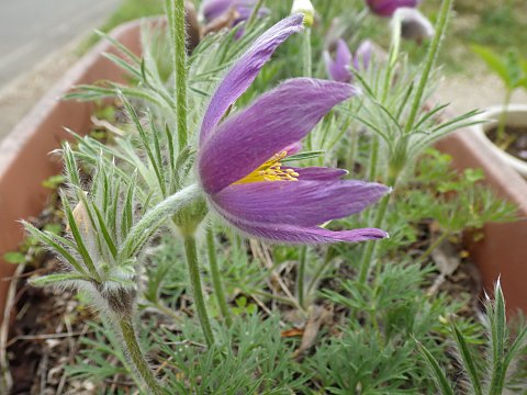 セイヨウオキナグサ