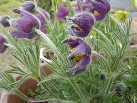 セイヨウオキナグサ